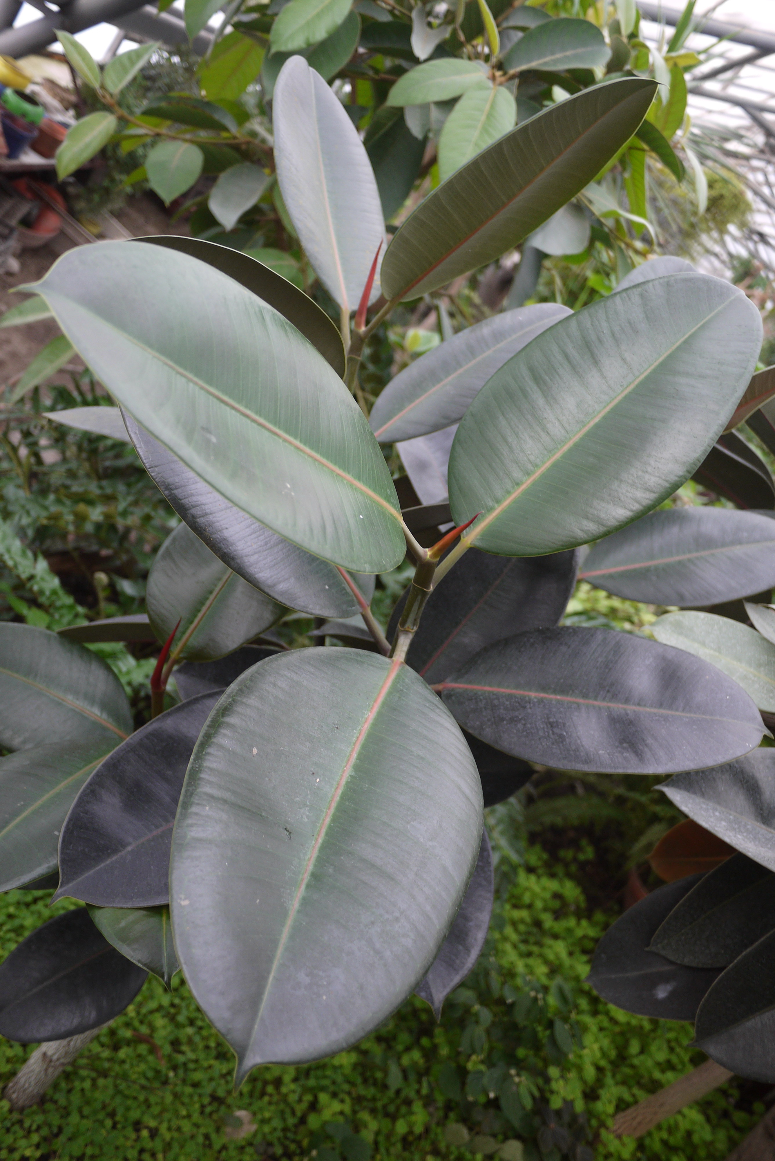 Коллекции растений ЦСБС СО РАН - Ficus elastica Roxb. ex Hornem ...